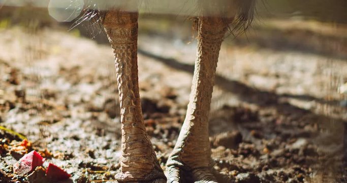 Close up of Southern Cassowary's thick and powerful feet. Shallow depth of field, BMPCC 4K