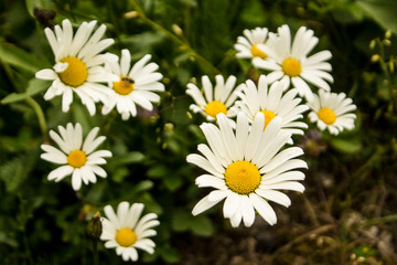 daisies on italian alps