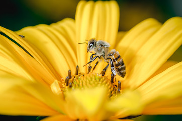 Honeybee pollinates a yellow flower/ Closeup. Pollinations of concept.