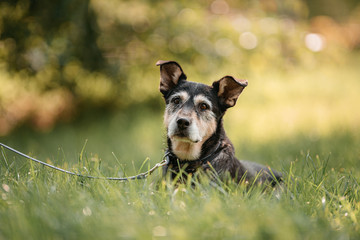 black and tan mixed breed dog lying down outdoors in summer