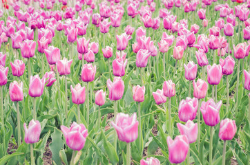 Obraz premium abundance violet field flower tulip. Spring flowers. Beautiful meadow/Beautiful nature scene with blooming tulip. Spring background