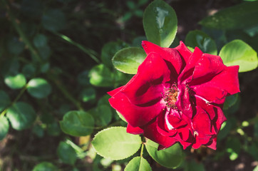 Red flower of a rose. Beautiful nature scene with blooming red flower of a rose/Beautiful red Rose blooming in summer garden.