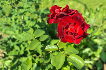 Red flower of a rose. Beautiful nature scene with blooming red flower of a rose/Beautiful red Rose blooming in summer garden.