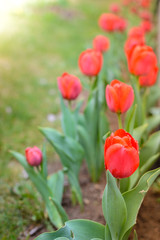 field flowers tulip. Beautiful nature scene with blooming red tulip in sun flare/row red tulips. Spring flowers. Beautiful meadow. Spring background