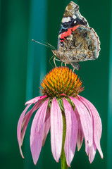 butterfly sit on a beautiful pink flower/beautiful bright motley butterfly sits on a flower. Beautiful wildlife background