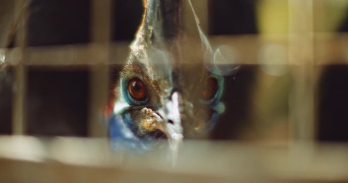 Close up of Southern Cassowary looking to the camera, selective focus, shallow depth of field. BMPCC 4K