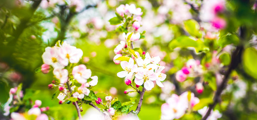 Obraz na płótnie Canvas Blooming apple tree in spring time. Flower.