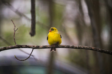 Obraz premium bird on a branch