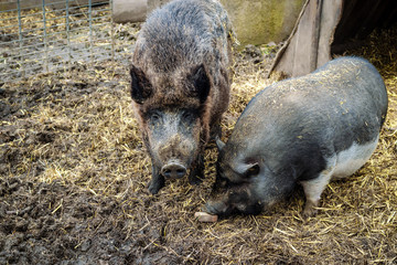 Wildschwein (Sus scrofa) und Hängebauchschwein (scrofa f. domestica) nebeneinander