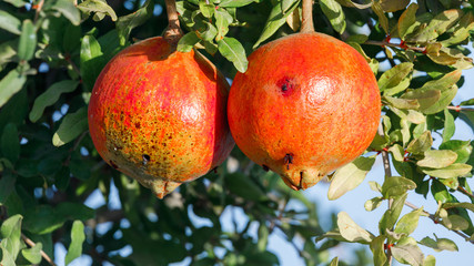 Two last pecked by birds pomegranates on tree