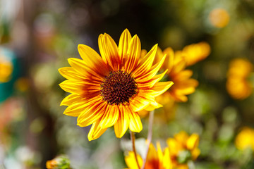 View on the decorative sunflower with yellow and orange petals
