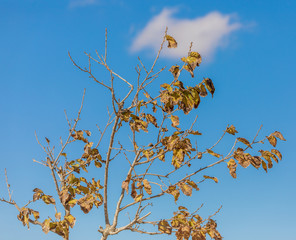 Many dry yellow leaves on tree