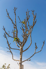 Bare tree with almost no leaves