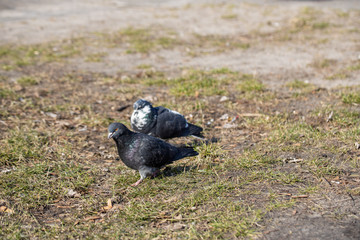 Two pigeons in a city park.