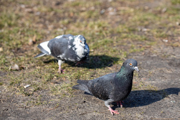 Two pigeons in a city park.
