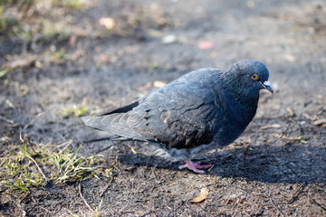 Dove in the city park.