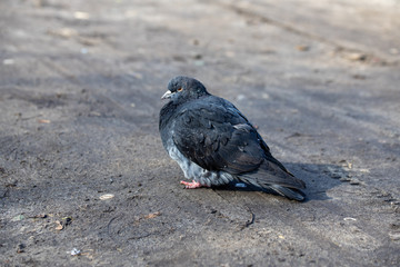 Dove in the city park.