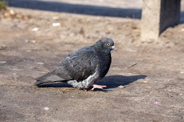 Dove in the city park.