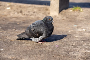 Dove in the city park.