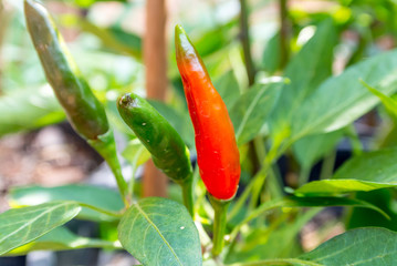 Fresh red chili pepper plant