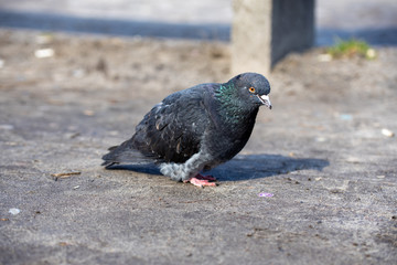Dove in the city park.
