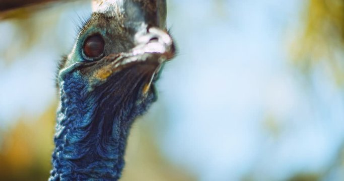 Close up of Southern Cassowary, the largest flightless bird. BMPCC 4K