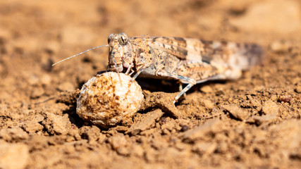 Sahel Grashopper