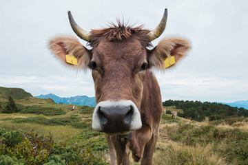 Funny cow face in swiss mountains looking into camera