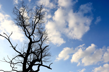 dead dry tree on sky background