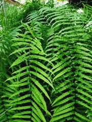 fern in forest