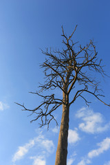 dry dead pine tree on blue sky with clouds background