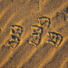 Sea gull tracks on a sand beach design