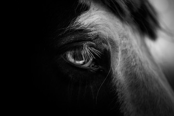 horse 