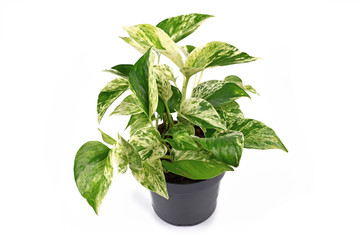 Tropical 'Epipremnum Aureum Marble Queen' house plant in flower pot isolated on white background