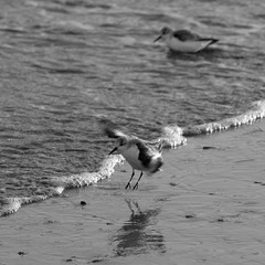 oiseaux de bord de mer à marée basse