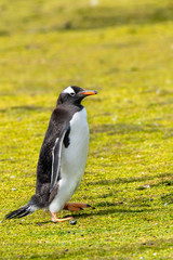 Portrait of a Gentoo Penguin