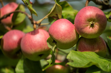 Ripe apples on the tree at the end of summer.