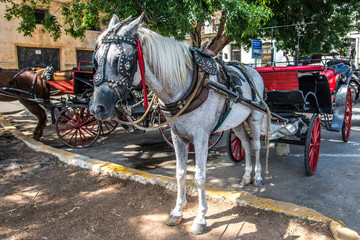 Naklejka na ściany i meble Horse and Carriage - Havana
