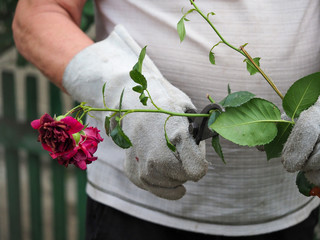 The gardener cuts off the dry flowers roses.  Hands in gloves with the pruning shears. Pruning...