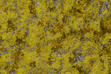 Beautiful earth surface background - moss among rocks and stones