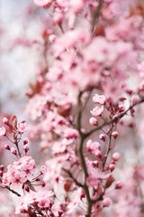 fleurs de cerisiers au printemps
