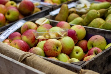 A portrait of a pile of colorful apples in a crate at a market between other fruits, with a plastic tray with tasters of delicious healthy apple slices, which serve to sell the rest of the apples.
