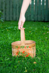 close-up hand holds russian domestic birch bast basket with Khokhloma traditional painting on it on...