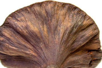 Dried to brown lotus pod isolated on white background
