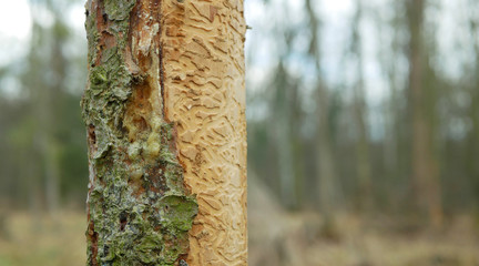 Bark beetle pest Ips typographus, spruce and bast tree sap fluid infested and attacked by European...