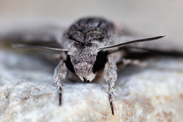 butterfly close up macro