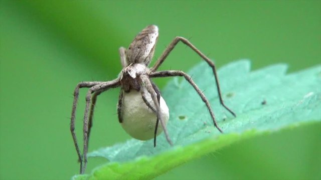 &nbsp;Listspinne&nbsp;(Pisaura mirabilis)