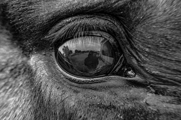 The eye of a horse in black and white 