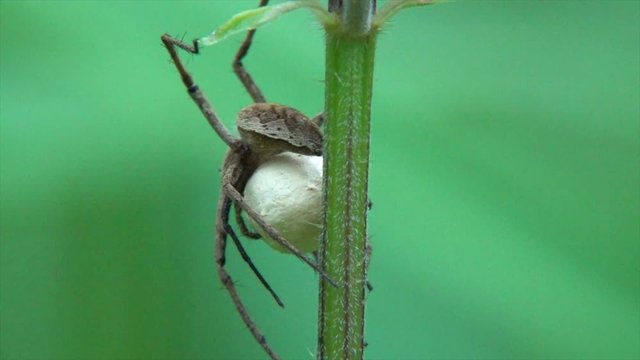&nbsp;Listspinne&nbsp;(Pisaura mirabilis)