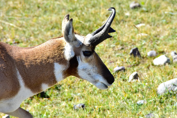 Antelope